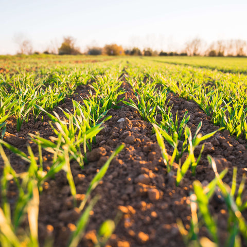 Agriculture & Food