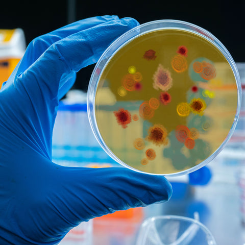 Hygiene & Microbiology
